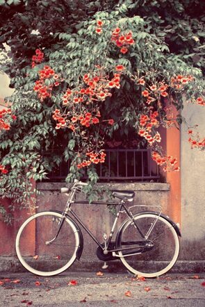 Acrylglasbild „Fahrrad unter Blüten“ 120 x 80 cm