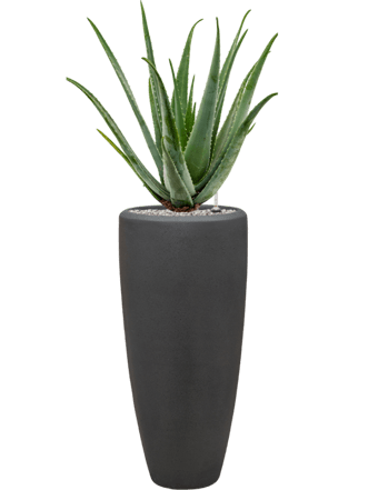 Pflanzen Arrangement „Aloe Vera barbadensis & Polystone Plain“ Smoke, Ø 40 x 120-130 cm