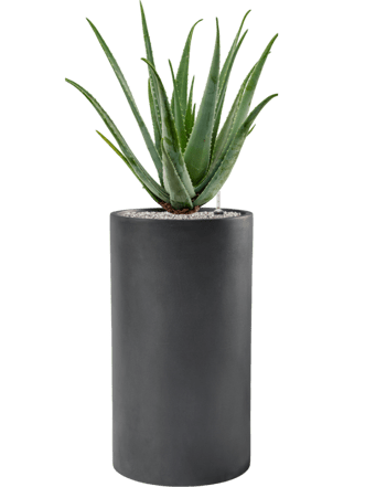 Pflanzen Arrangement „Aloe Vera barbadensis & Baq Basic“ Ø 40 x 120-130 cm