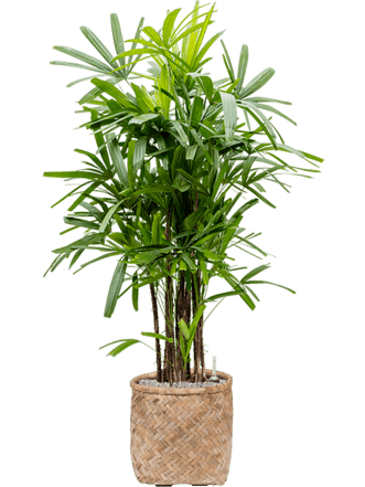 Pflanzen Arrangement „Rhapis excelsa & Bohemian“ Ø 70 x 150-160 cm