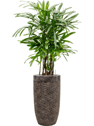 Pflanzen Arrangement „Rhapis excelsa & Luxe Life Universe Layer“ Ø 70 x 170-180 cm