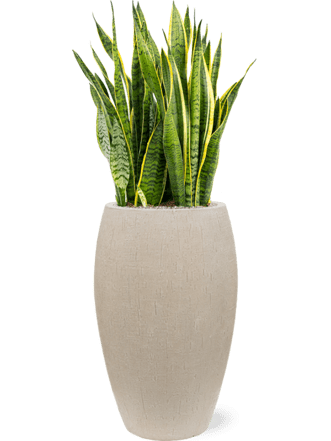 Pflanzen Arrangement „Sansevieria trifasciata & Baq Raindrop“ Ø 45 x 110-120 cm