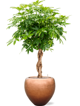 Pflanzen Arrangement „Schefflera arboricola & Metallic Leaf Silver“ Cooper, Ø 60 x 160-170 cm