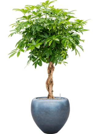 Pflanzen Arrangement „Schefflera arboricola & Metallic Leaf Silver“ Eisblau Matt, Ø 60 x 160-170 cm
