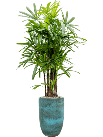 Pflanzen Arrangement „Rhapis excelsa & Pure“ Ø 80 x 210-220 cm