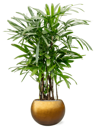 Pflanzen Arrangement „Rhapis excelsa & Metallic Leaf Silver“ Honey Matt Ø 70 x 160-170 cm