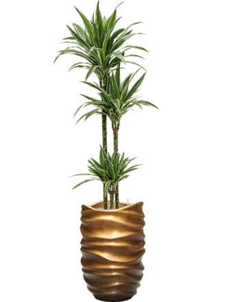 Pflanzen Arrangement „Dracaena deremensis & Gradient Lee“ Honey matt, Ø 40 x 170-180 cm