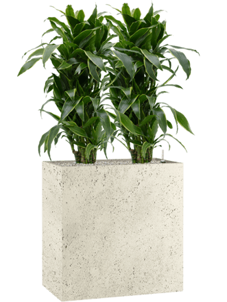 Pflanzen Arrangement „Dracaena fragrans & Grigio“ 80 x 140-150 cm