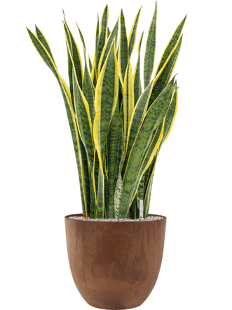 Pflanzen Arrangement „Sansevieria trifasciata & Artstone“ Oak, Ø 45 x 110-120 cm