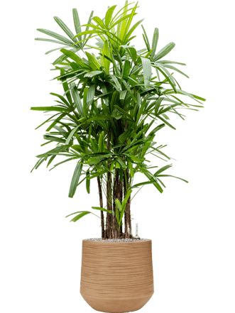 Pflanzen Arrangement „Rhapis excelsa & Baq Dune“ Light Brown, Ø 90 x 150-160 cm