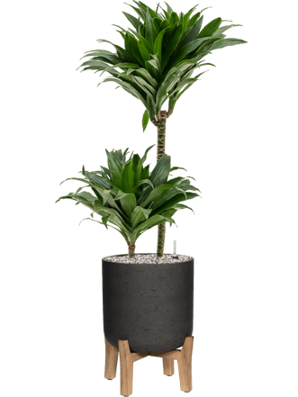 Pflanzen Arrangement „Dracaena fragrans & Rough With Feet Low“ Ø 30 x 90-100 cm