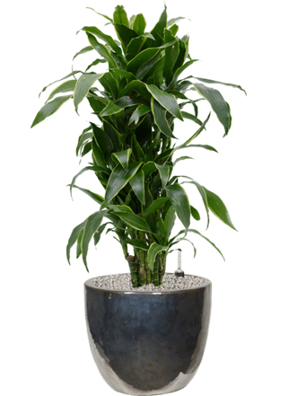 Pflanzen Arrangement „Dracaena fragrans & Plain“ Ø 60 x 100-110 cm