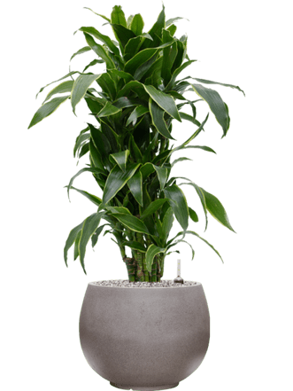 Pflanzen Arrangement „Dracaena fragrans & Rotunda“ Ø 60 x 100-110 cm