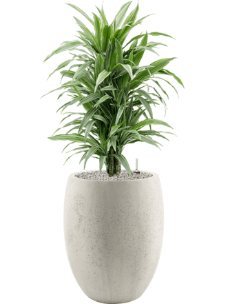 Pflanzen Arrangement „Dracaena deremensis & Grigio“ Ø 45 x 110-120 cm
