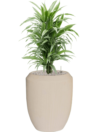 Pflanzen Arrangement „Dracaena deremensis & Polystone Coated“ Ø 45 x 110-120 cm