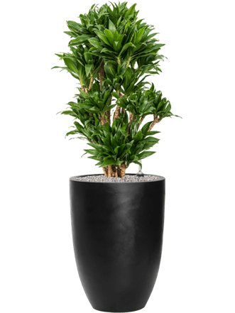 Pflanzen Arrangement „Dracaena fragrans & Firestone“ Ø 50 x 120-130 cm