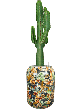 Pflanzen Arrangement „Euphorbia ingens & Designed By Lammie“ Blue, Ø 46 x 150-160 cm