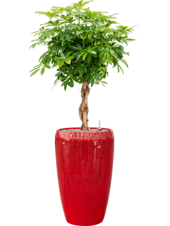 Pflanzen Arrangement „Schefflera arboricola & Vogue Amfi Red“ Ø 60 x 150-160 cm