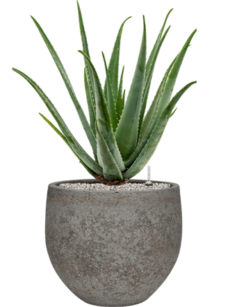 Pflanzen Arrangement „Aloe Vera barbadensis & Cement and Stone“ Ø 40 x 80-90 cm