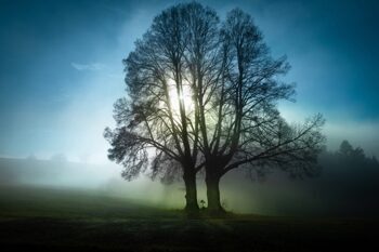 Acrylglasbild „Bäume im Morgennebel“ 120 x 80 cm