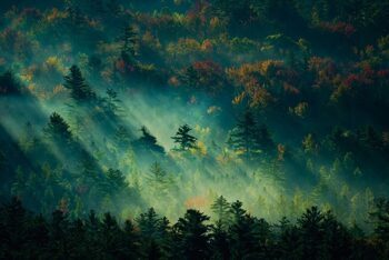 Glasbild „Mystischer Wald im Sonnenaufgang“ 80 x 120 cm