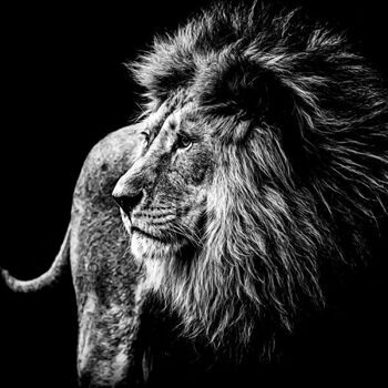 Glasbild „Löwe in der Nacht“ 100 x 100 cm
