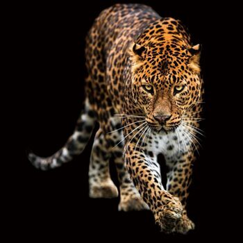 Glasbild „schleichender Leopard“ 100 x 100 cm