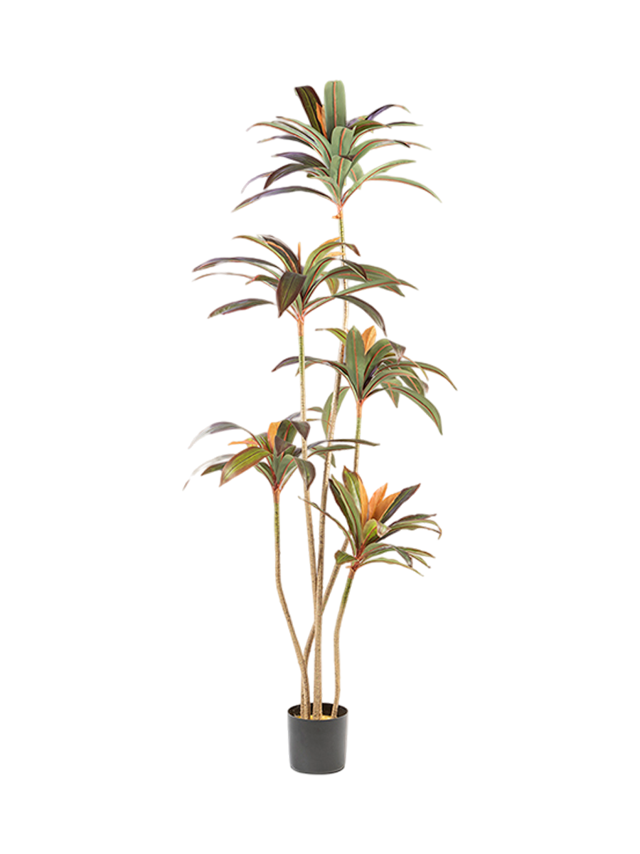 
Hochwertige Kunstpflanze „Dracena Roja“
