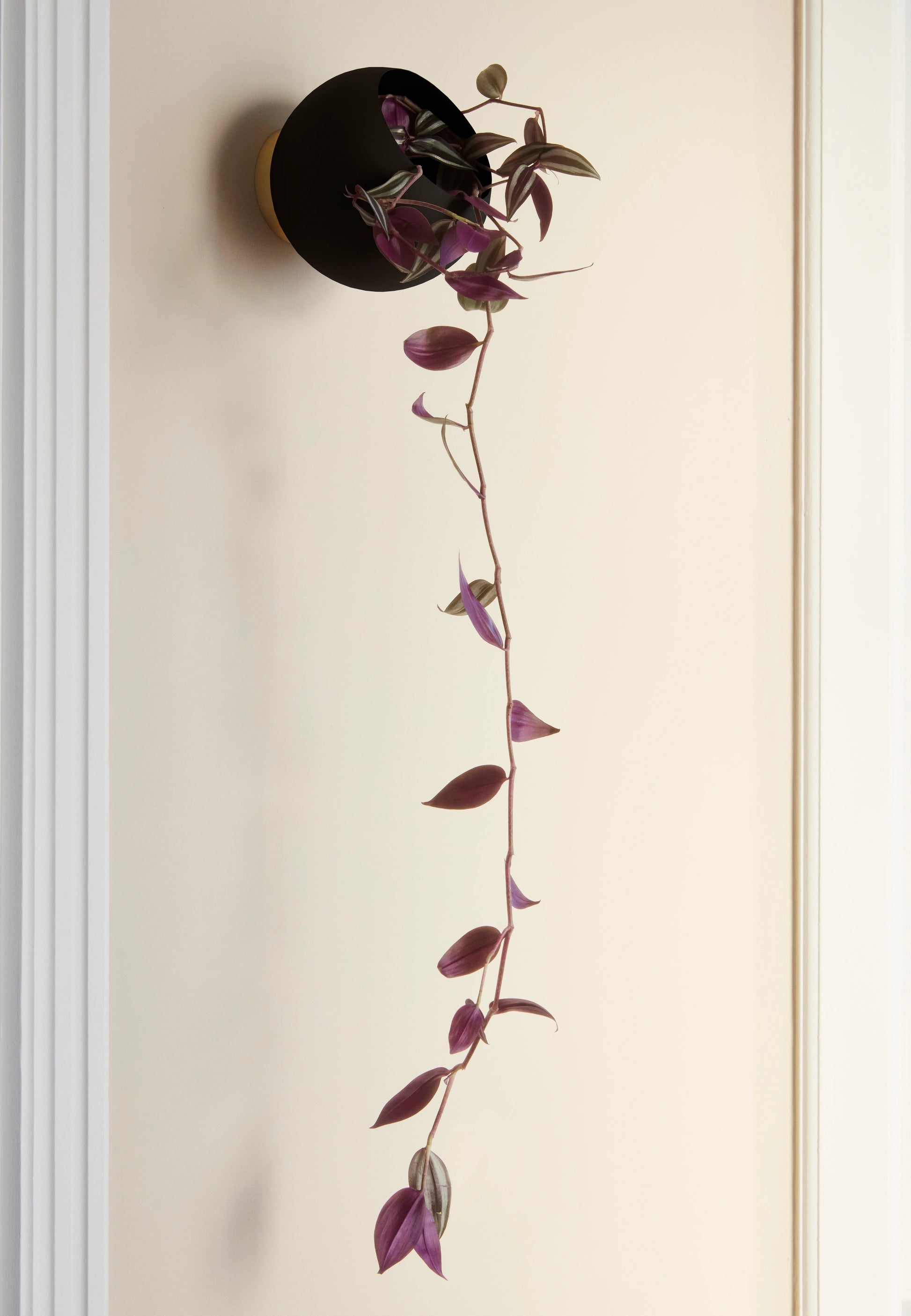 IMAGE for product variant SKU 509210002011