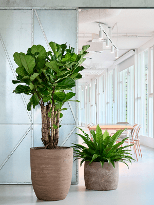 
Hochwertiger In- & Outdoor Blumentopf „Alger Partner“, verschiedene Grössen - Braun / Ø 64 x Höhe 73 cm