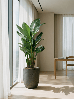 
Hochwertiger In- & Outdoor Blumentopf „Alger Partner“, verschiedene Grössen - Dunkelgrau / Ø 64 x Höhe 73 cm