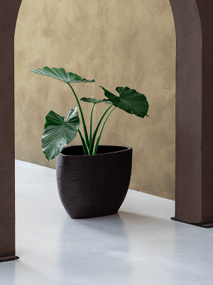 
Pot de fleurs "Ruvido Organic" de haute qualité pour l'intérieur et l'extérieur, différentes tailles - Ø 80 x hauteur 60 cm / Noir-brun