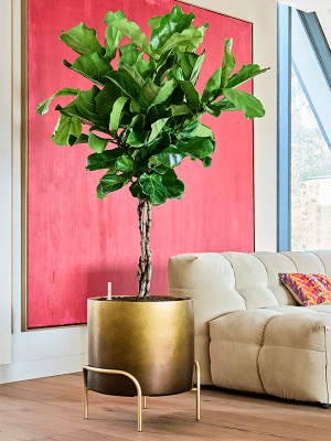
High-quality flower pot "Gradient Elevated", various sizes - Honey matte / Ø 50 x H 53 cm