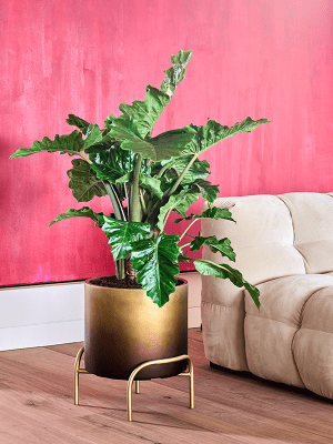 
High-quality flower pot "Gradient Elevated", various sizes - Honey matte / Ø 40 x H 43 cm