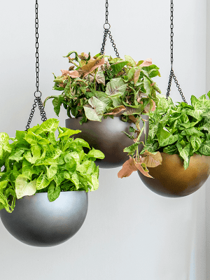 
Hanging Planter "Gradient Bowl," various sizes - Matte Grey / M - Ø 33 cm