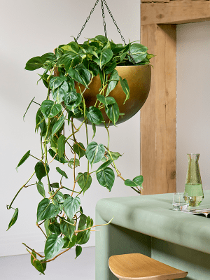 
Hanging Planter "Gradient Bowl," various sizes - Honey Matt / XL - Ø 45 cm