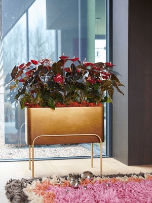
High-quality flower pot "Gradient Elevated", various sizes - Honey matte / 82 x 34 x height 69 cm