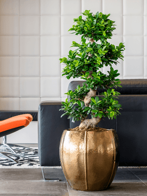 
High-quality indoor/outdoor planter "Moda Emperor", various sizes - Gold Shimmer / Ø 43 x H 43 cm
