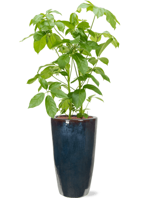 
Hochwertiger In-/Outdoor Blumentopf „Plain Partner“, verschiedene Grössen - Ø 36 x Höhe 70 cm / Metal Glaze Dunkelblau