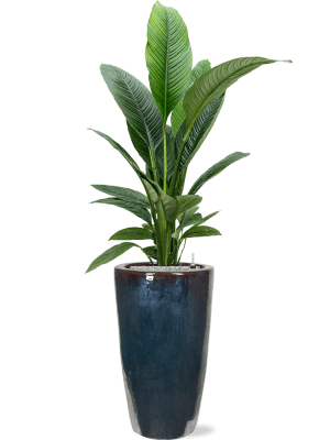 IMAGE for product variant SKU 6KMGZBP70