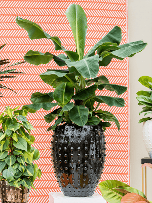 
High-quality Indoor/Outdoor Planter "Laos Emperor", various sizes - Black / Ø 44 x H 55 cm