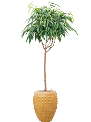 IMAGE for product variant SKU 6LAOR4380
