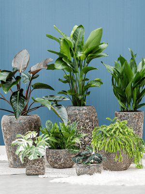 IMAGE for product variant SKU 6LAVG430Z