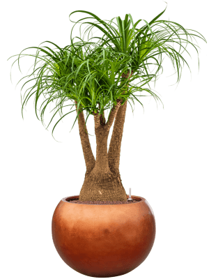 IMAGE for product variant SKU 6MTLC50CR