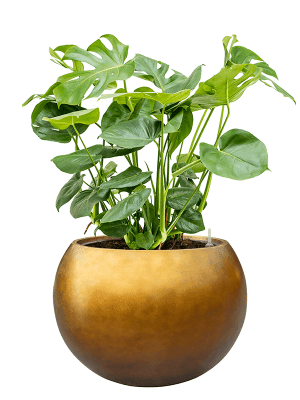 
Large flower pot "Metallic Globe", various sizes - Honey matte / Ø 50 x Height 37 cm