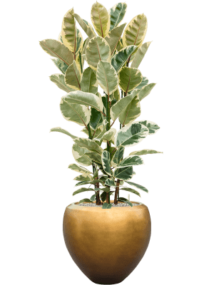 
Grosser Blumentopf „Metallic Couple“, verschiedene Grössen - Honey matt / Ø 50 x Höhe 45 cm