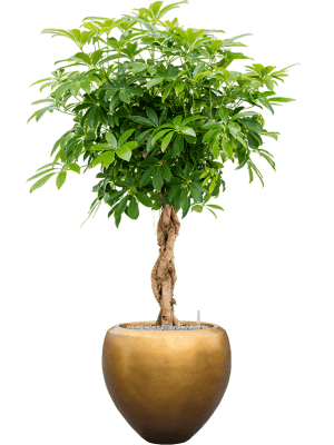 IMAGE for product variant SKU 6MTLD50HB