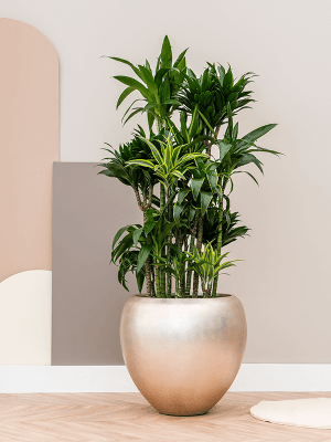 
Grosser Blumentopf „Metallic Couple“, verschiedene Grössen - Champagne Matt / Ø 50 x Höhe 45 cm