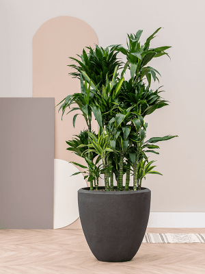 
Grosser Blumentopf „Polystone Plain Couple“, verschiedene Grössen - Smoke / Ø 80 x Höhe 80 cm