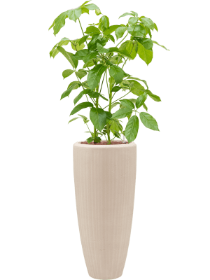 IMAGE for product variant SKU 6POSPP003